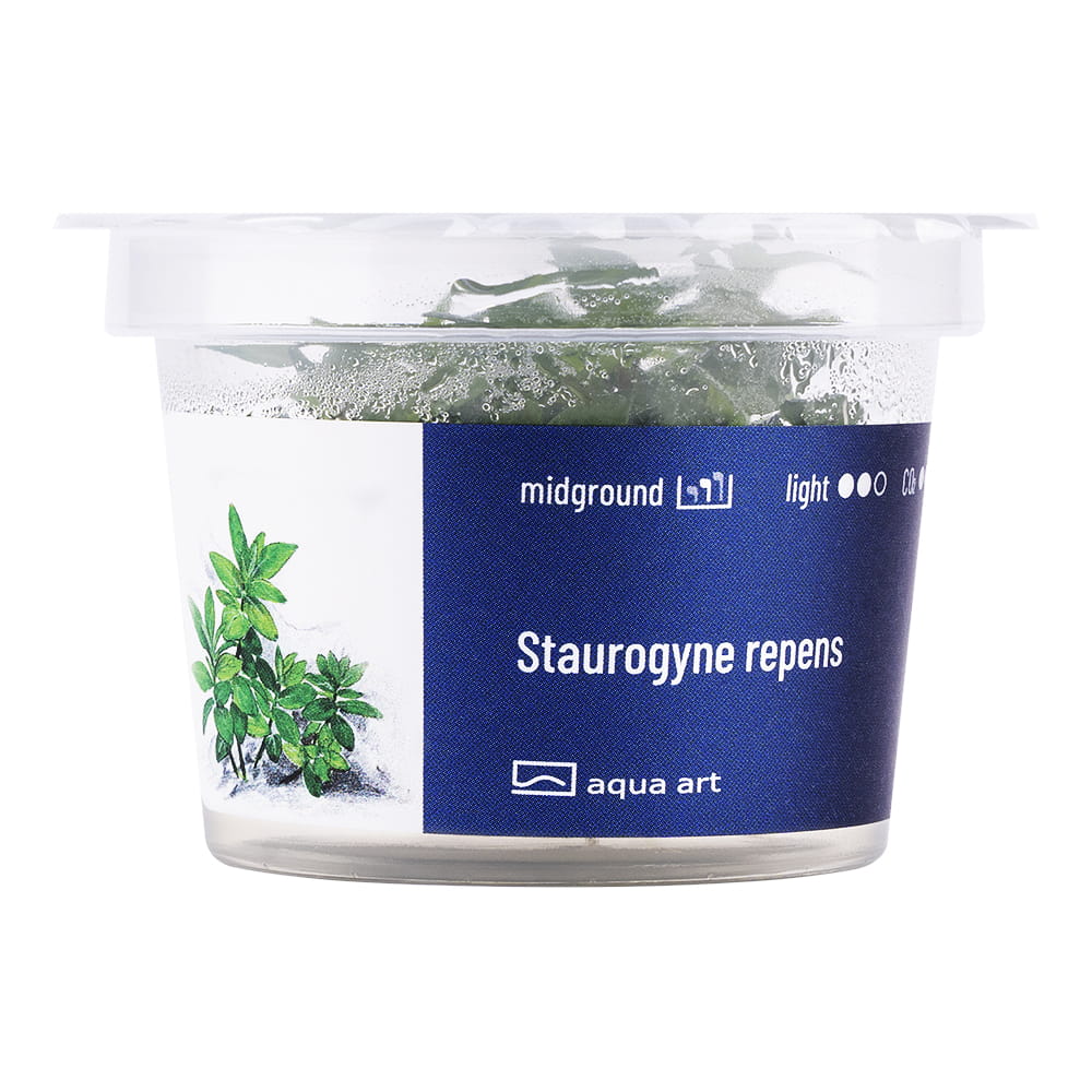 Staurogyne Repens In Vitro Kubek.jpg